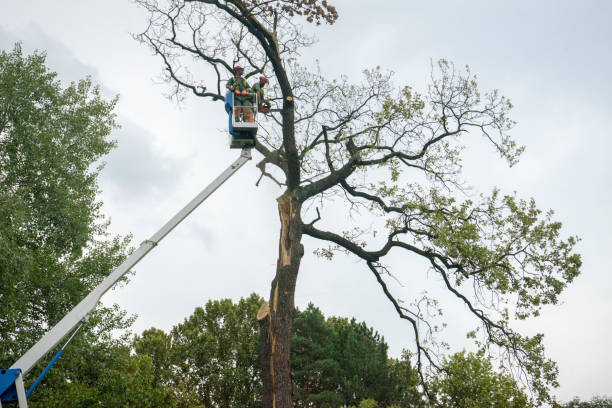 Best Emergency Storm Tree Removal  in Quitman, TX